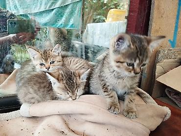 Мышыктар: Котята, тигровые табби - Возраст: примерно 1,5–2 месяца (по размеру и — 8