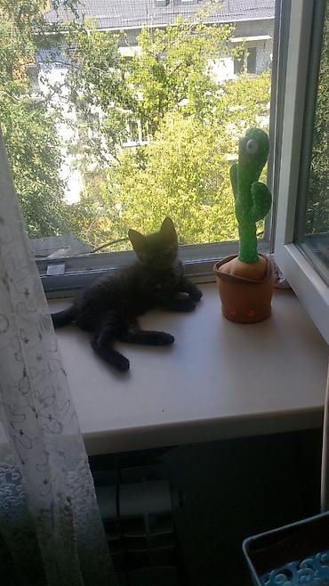Мышыктар: Котёнок, короткошёрстный, окраса чёрный дым (чёрный с мягким — 2