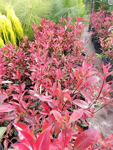 dekorativ bitkiler adlari: Dekorativ bağ bitkiləri – müxtəlif növlər - Fotiniya (Photinia) — 1