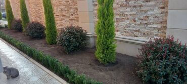 Ağaclar: Dekarativ agaclarin satisi qazon torpaq torf diger gubrelerin satisi — 18