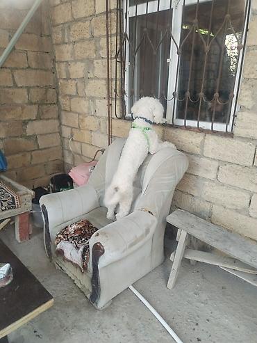 it ucun remen: Bişon Frize — 1