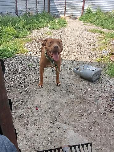 tap az qaz balalari: Pitbul, Peyvəndli — 4