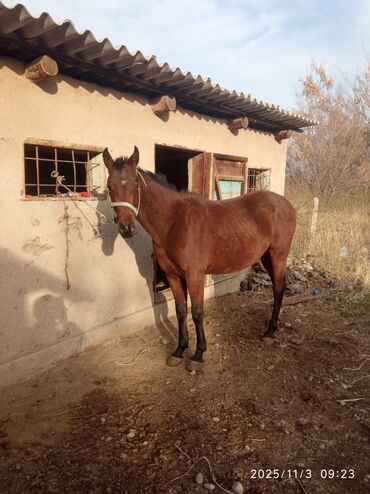 купить собаку охотничью: Продаю | Жеребец | Рабочий