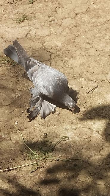 pişiklər ucuz: Bala quşdu anası oynaq atası dekarativdi Cütdilli ayaqlı, geniş — 2