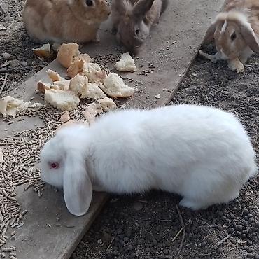 heyvan sahibləndirmə: Ağ rəngli, qırmızı gözlü, sallanıq qulaqlı dekorativ dovşan - Cins — 3
