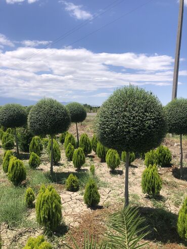 Şitillər: Dekartiv və meyvə ağacları istenilen sayda ve istenilen növde var — 3
