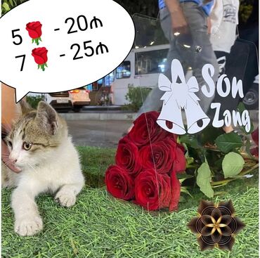 Sikkələr: 🔴 5 Qızılgul səbəti - 20₼ 7 Qızılgul səbəti - 25₼ 9 Qızılgül