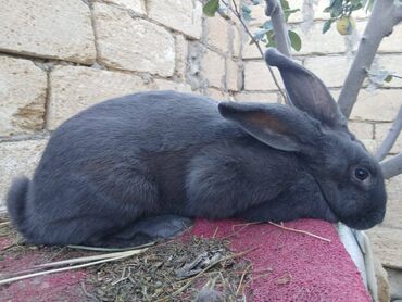 Dovşanlar: ALMAN PYOSTER və RİZEN CİNS DOVŞANLAR SATILIR. Pyoster-Xallı erkəy 6 — 8