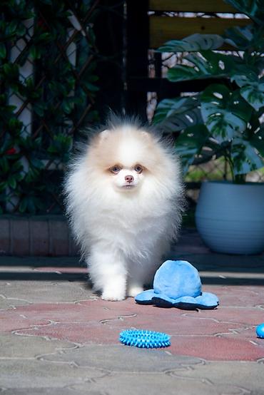 Продажа собак: Шпиц, 5 месяцев, Самец — 14