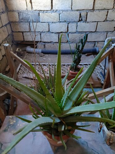 Aloe: Aloe vera satılırbu bitkinin şiresi uşaqlarda vitamin