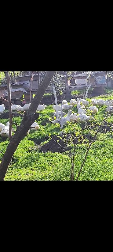 Ördəklər: Məhsul: Ağ ördəklər (sürü halında) Təsvir: - Açıq məkanda otlaqda — 3