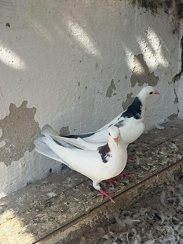 geref qus: Cavan quslardi goy boyun mayadi mor erkey olmalidi — 2