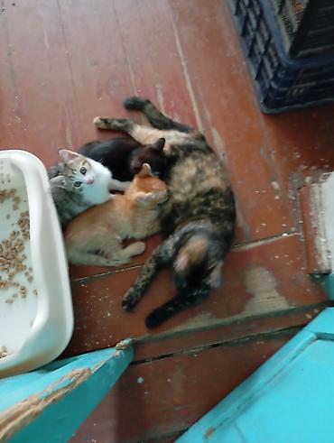 тигил: Котята от домашней кошки - Помёт из трёх котят: рыжий полосатый — 3