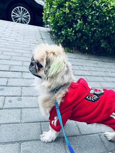 İtlər: Pekines, 1 il, Erkək, Peyvəndli — 1