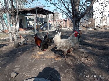 курица дамашный: Тууп жаткан тооктор домашнее