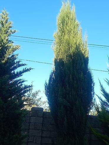 paulownia agaci: Thuja (evergreen dekorativ ağac) - Növ: Thuja/ardıc tipli həmişəyaşıl — 8