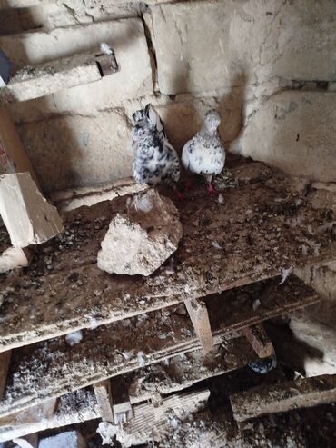 Göyərçinlər: Şəkillərdə müxtəlif rənglərdə və bəzi fərqli xüsusiyyətlərə malik — 13