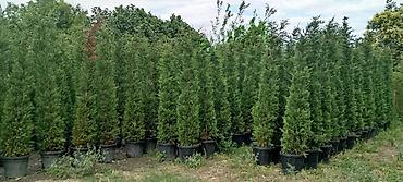 velosibet sekilleri: Thuja və dekorativ kollar – qablarda - Növlər: şam ağacı tipli — 7