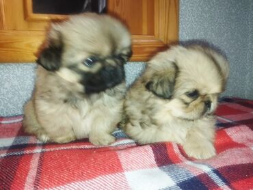 İtlər: Pekines, Erkek, Peyvəndli, Ünvandan götürmə — 13