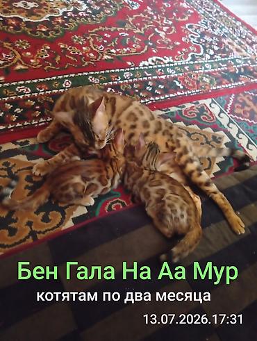 Кошки: Бенгальская, 4 месяца, Девочка, Приучена к лотку — 1