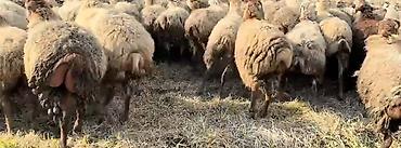 alpin tekesi: Dişi, il: 1, Damazlıq, Pulsuz çatdırılma — 9