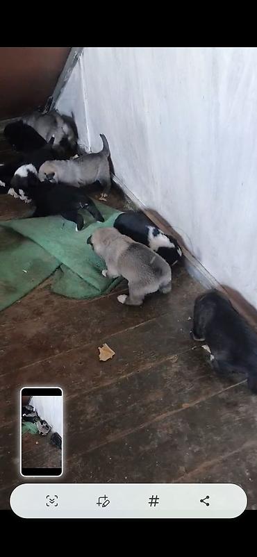 sibirski afcarka: Afcarka ve balaları satılır isdeyen olsa vapçatda yazsın 0507613355 — 6