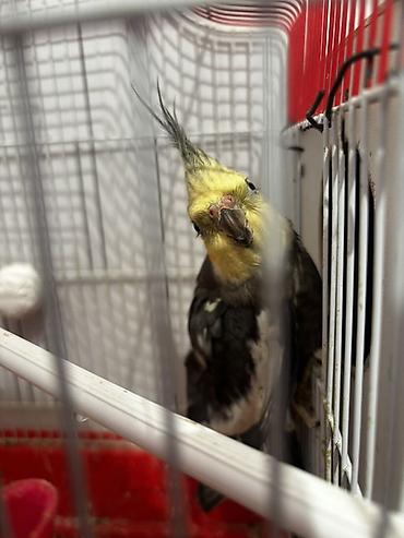 Tutuquşları: Hazır korella cütləri satılır cütü 60 manat hər iki cütü götürən olsa — 6