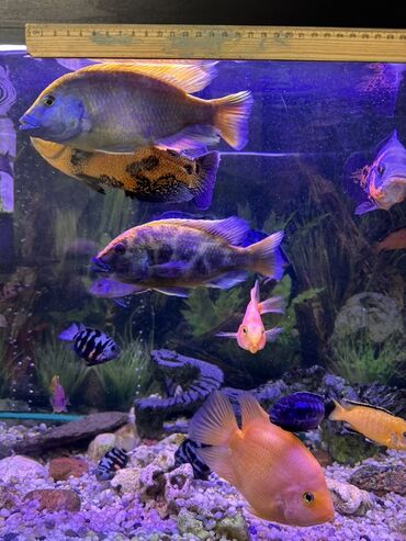 Рыбы: Продаю Аквариумные цихлиды крупных и средних размеров - Для — 3