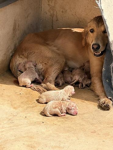 doberman balası: Retriever — 1