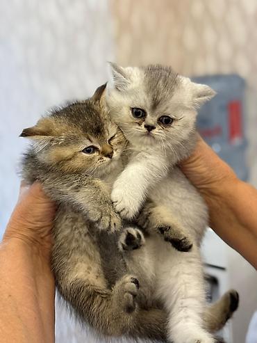 Pişiklər: Şotland yastı qulaq — 36