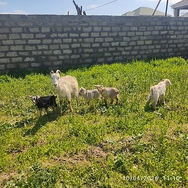 Keçilər, çəpişlər: - Ana bala keçi dort balasi var üçü erkey biri disididi cins heyvandi — 9