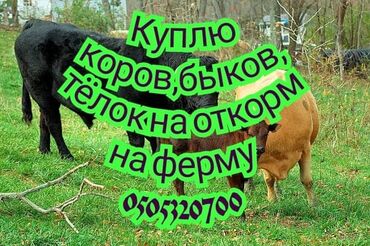 продажа коров: Куплю | Коровы, быки, Лошади, кони | На откорм, Откормленные, Самовывоз