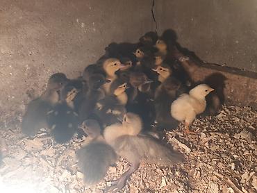 gence quşlar: Kanada sortu meşə ördəklərinin balaları satılır. 2 günlik 5 manat. 7 — 2