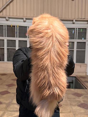 İtlər: Şpitz, 1 il, Erkek, Peyvəndli — 5