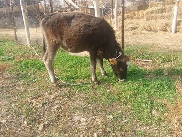 кролики декоративные: Сатам | Кунаажын, Музоо | Швиц | Бордоп семиртүү үчүн, Көбөйтүү үчүн, Сүт алуу үчүн | Жасалма жол менен боозутуу, Жасалма уруктандырылган