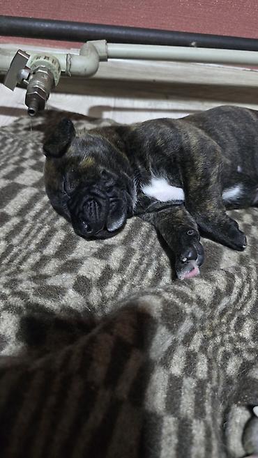 Продажа собак: МИТИСЫ. Мама питбуль, папа Малинуа (бельгийская овчарка)Щенки от пары — 9