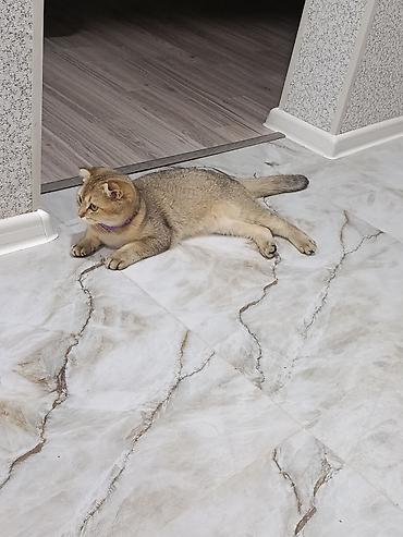 bengal cat: Qızıl şinşilla, Dişi — 5