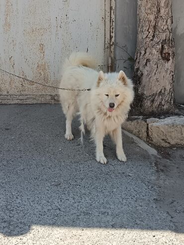 Akkumulyatorlar: Samoyed