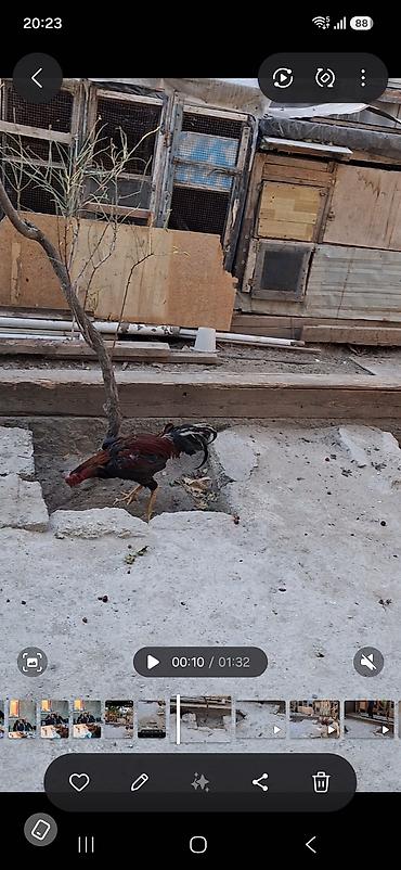 beca xoruz: Məhsul: Qırma cins xoruz (idman tipli, uzun ayaqlı) Xüsusiyyətlər: - — 9
