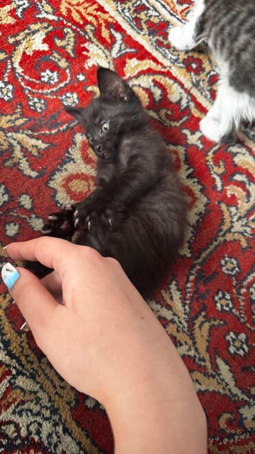 Отдам даром кошку: Кошка даром: Беспородная, 2 месяца, Мальчик