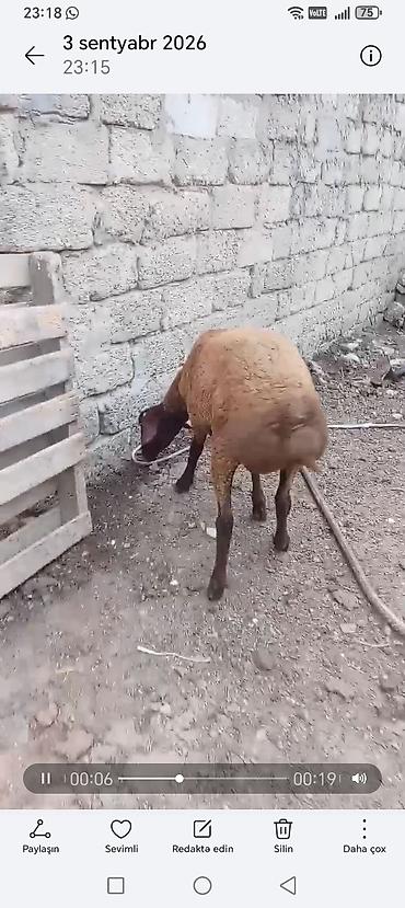 Mal-qara: 6 ayliq erkekdi — 1