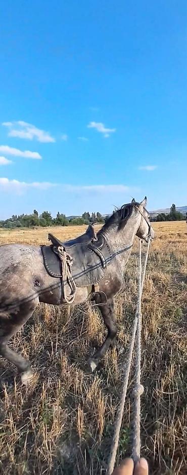 satılan atlar: Satılır 7 yaşa keçib Erkək di sakit at di Yörqasi da var super at di — 3