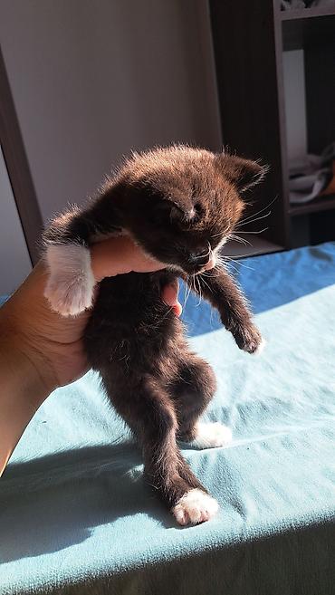 кошка золотая шиншила: Кошка даром: Беспородная, 1 месяц, Мальчик, Приучена к лотку — 6