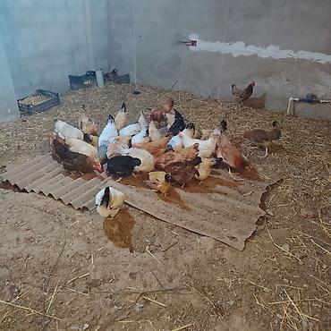 bildirçin əti satışı: Satılır: biri 14 azn yumurtlayan toyuqlar hamısın alan olsa endirim — 2