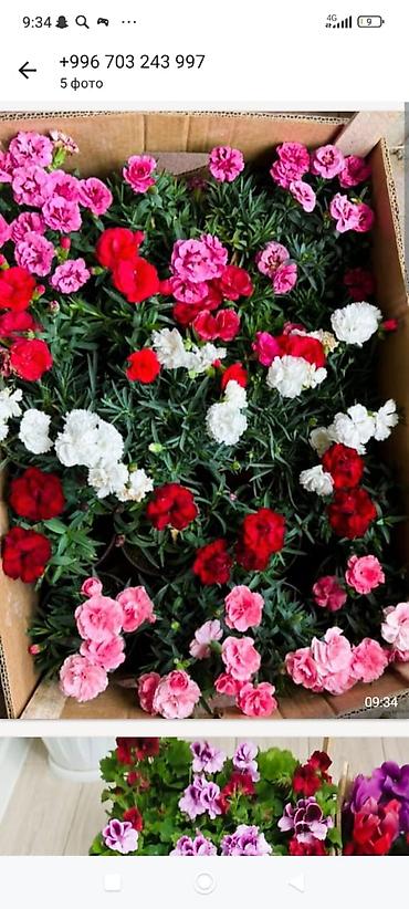 Каланхоэ: Горшечные каланхоэ в подарочных пакетах - Цветение: обильные соцветия — 10