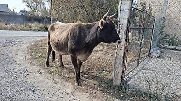 цена ишака: Продаю | Корова (самка) | Алатауская, Швицкая, Симментальская | Для разведения, Для молока | Племенные, Стельные — 10