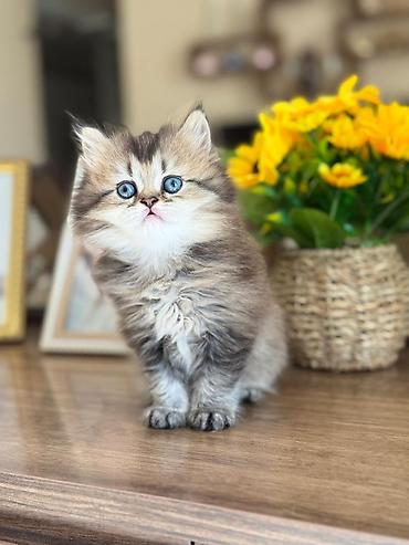 голден шиншилла: Шиншилла — 9
