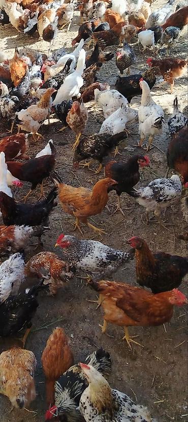 heyvan bazari baki: Samaxi colpalari 5 aylix 10 manatn 15 manata kimi var icinde saglam — 1