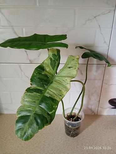 Nadir sort filodendron.Real alıcılar yazsın, Votsap aktiv yaza lalafo.az -da Nadir sort filodendron.Real alıcılar yazsın, Votsap aktiv yaza