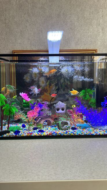 аксессуары для животных: Продам красивый аквариум. Готовый с рыбками и всеми аксессуарами